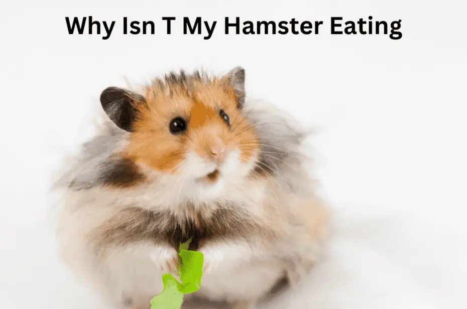 Why Isn T My Hamster Eating