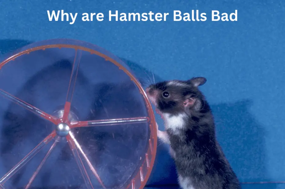 Why are Hamster Balls Bad