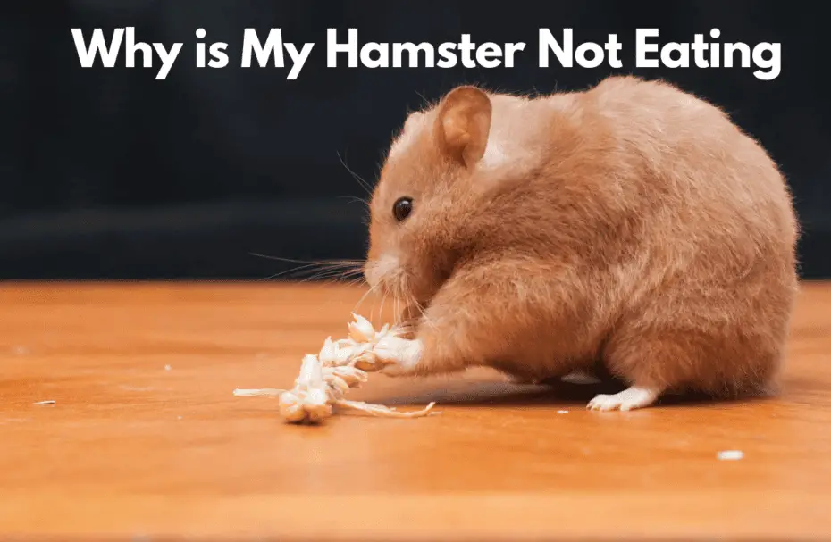 Why is My Hamster Not Eating