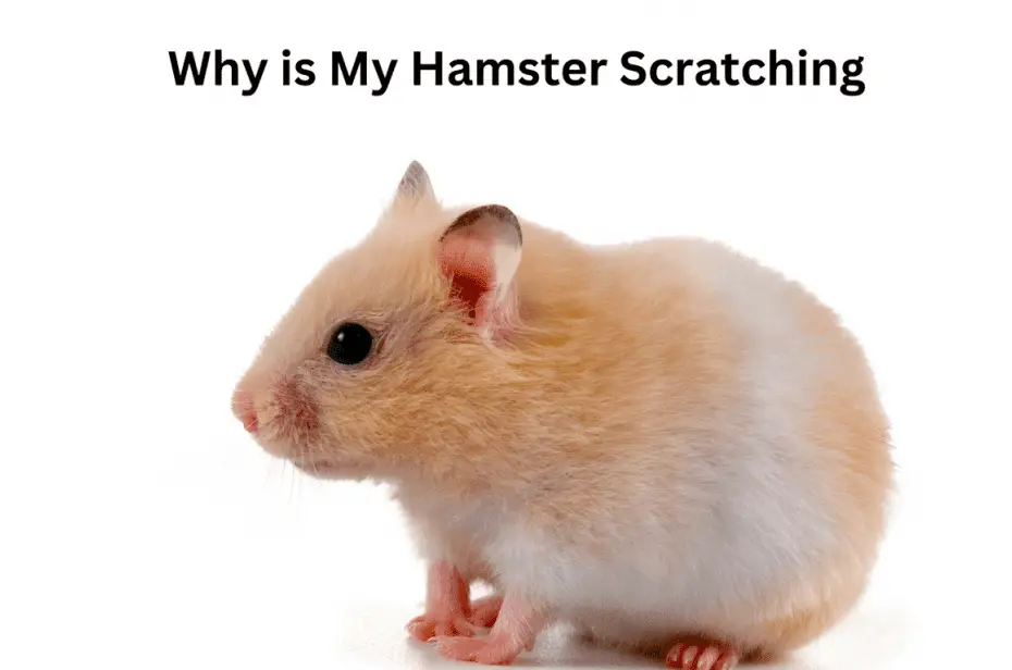 Why is My Hamster Scratching