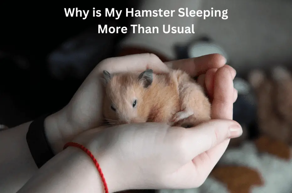 Why is My Hamster Sleeping More Than Usual