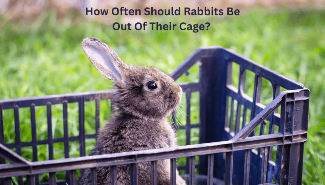 How Often Should Rabbits Be Out Of Their Cage?