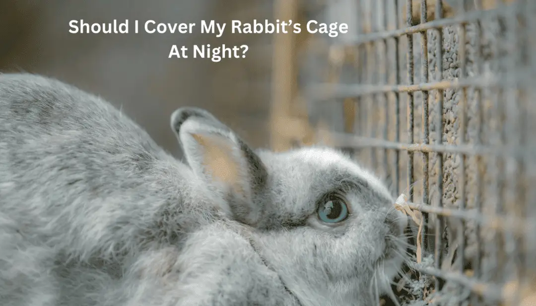 Should I Cover My Rabbit’s Cage At Night?