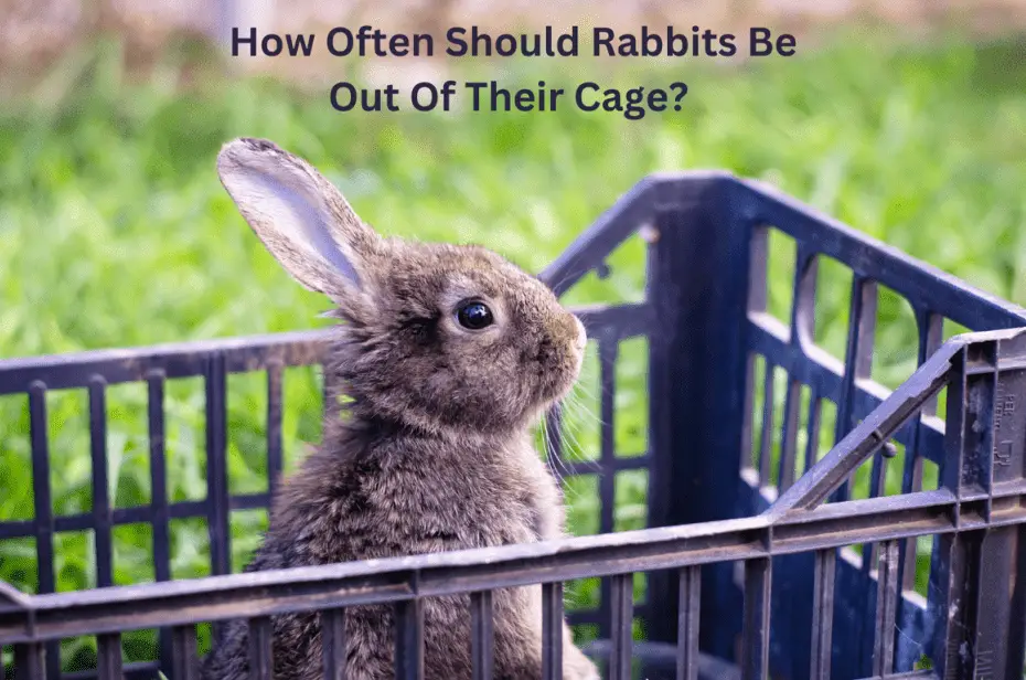 How Often Should Rabbits Be Out Of Their Cage?