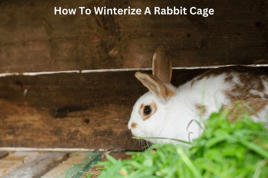 How To Winterize A Rabbit Cage