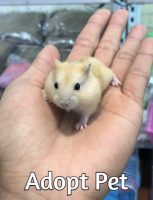 Where Can I Adopt a Hamster
