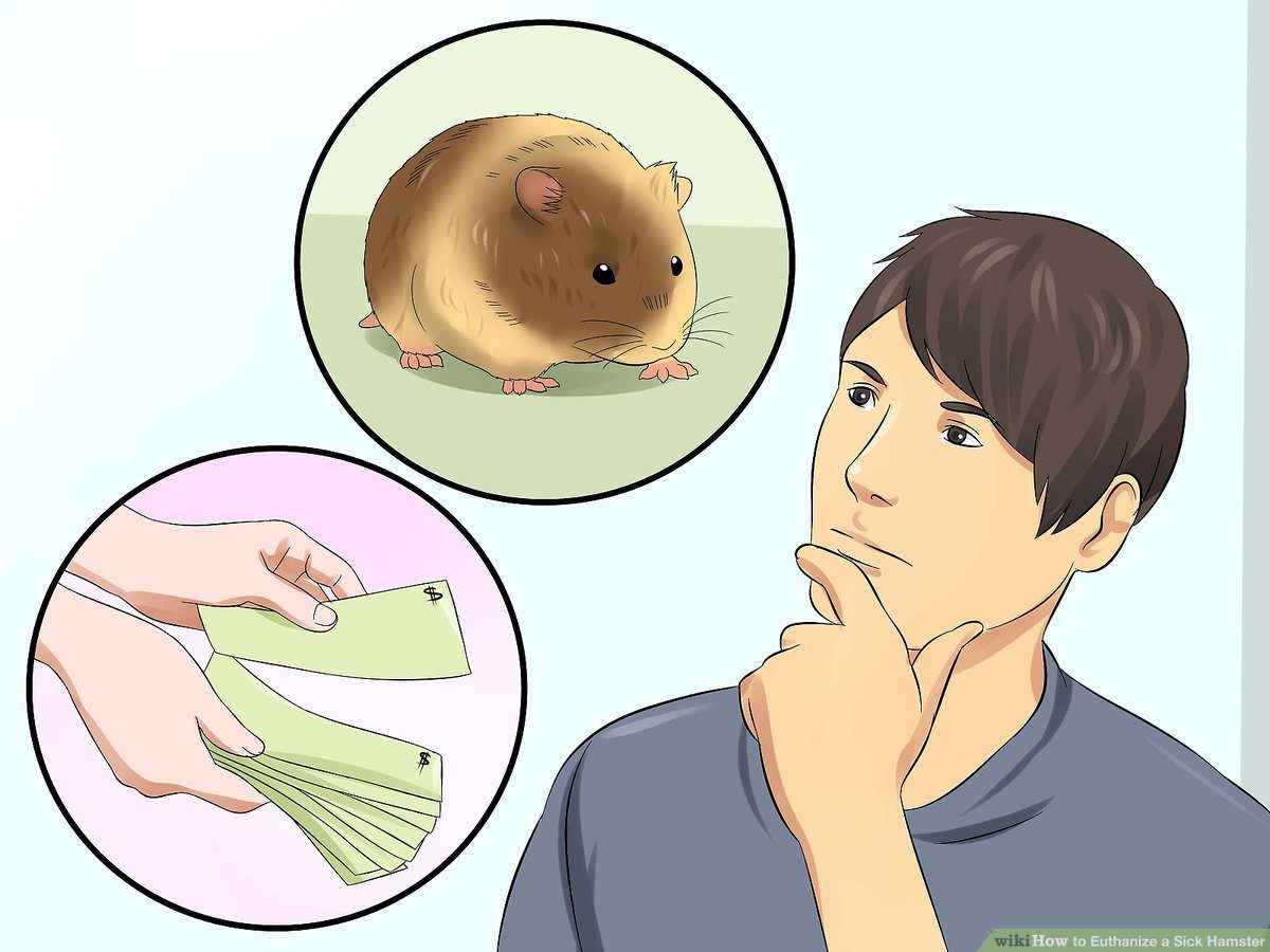 How to Humanely Kill a Hamster