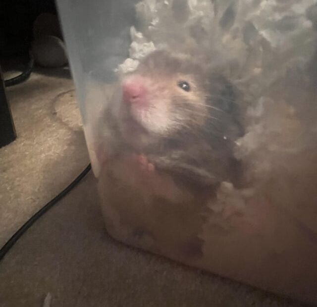 How Can I Tell How Old My Hamster is