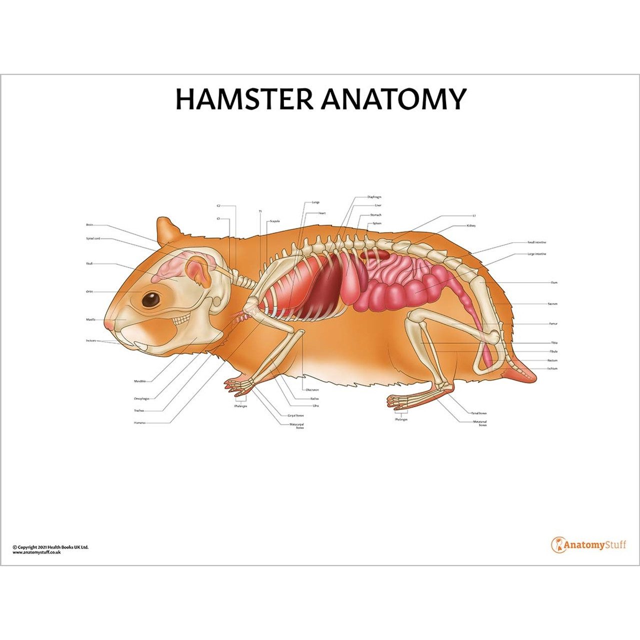 How Many Bones Does a Hamster Have