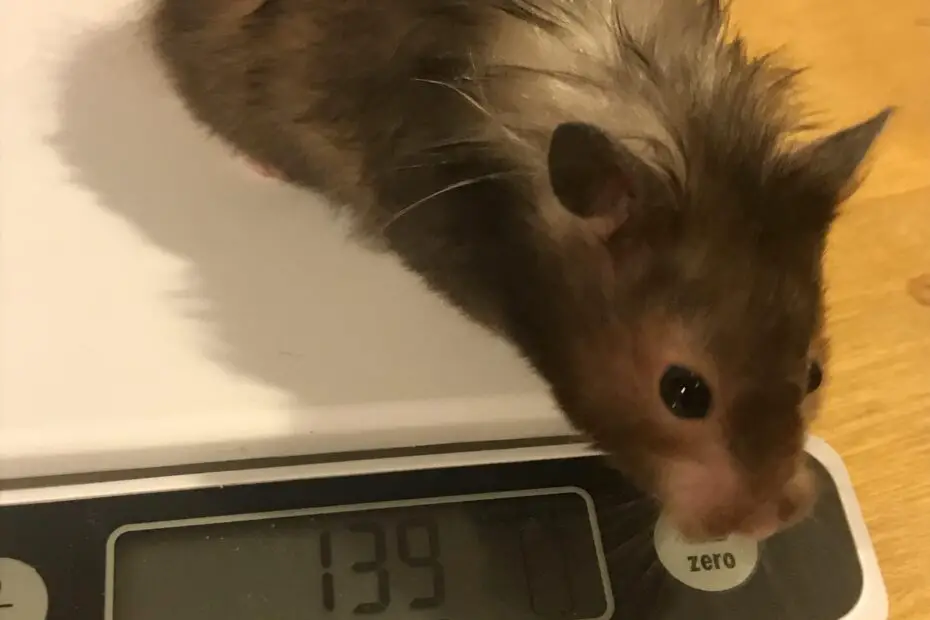 How Much Does a Hamster Weigh