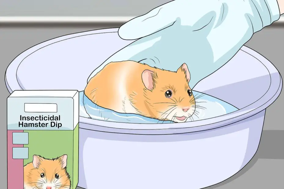 How to Get Rid of Hamster