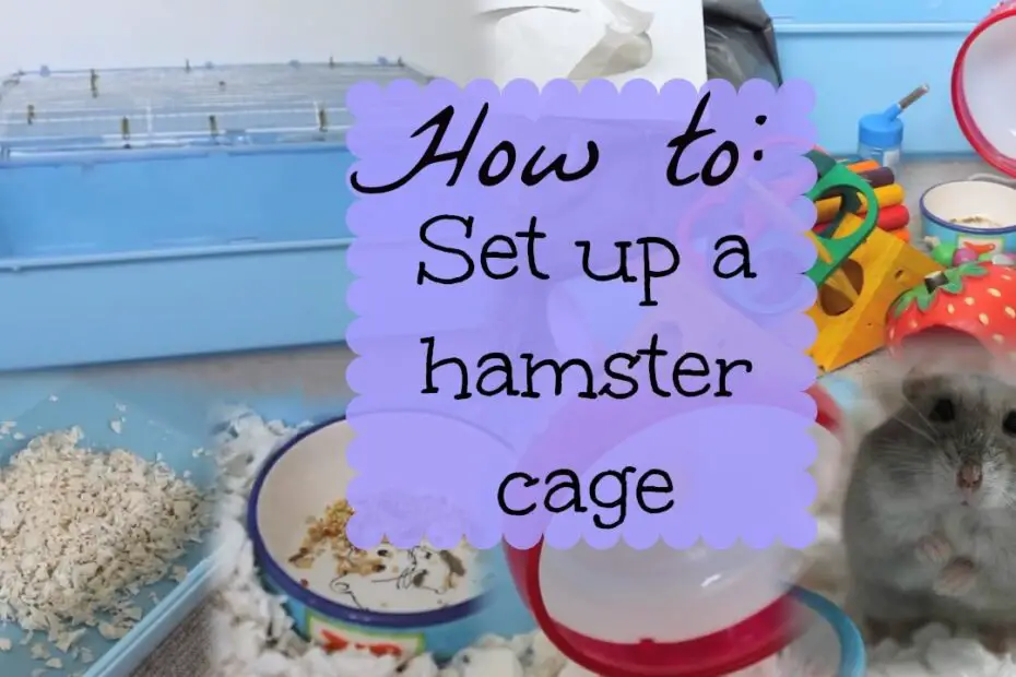 How to Set Up a Hamster Cage