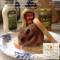 What Does Hamster Taste Like
