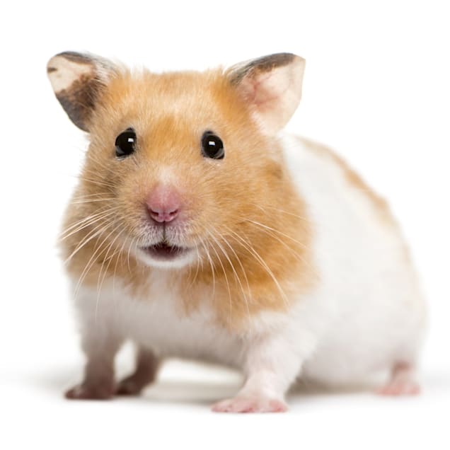 Where Can I Buy a Syrian Hamster