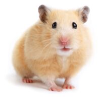 Where to Buy a Syrian Hamster