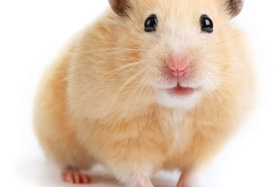 Where to Buy a Syrian Hamster