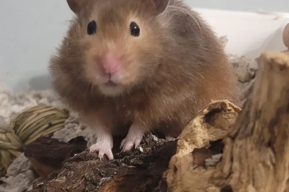Why Does My Hamster Stare at Me