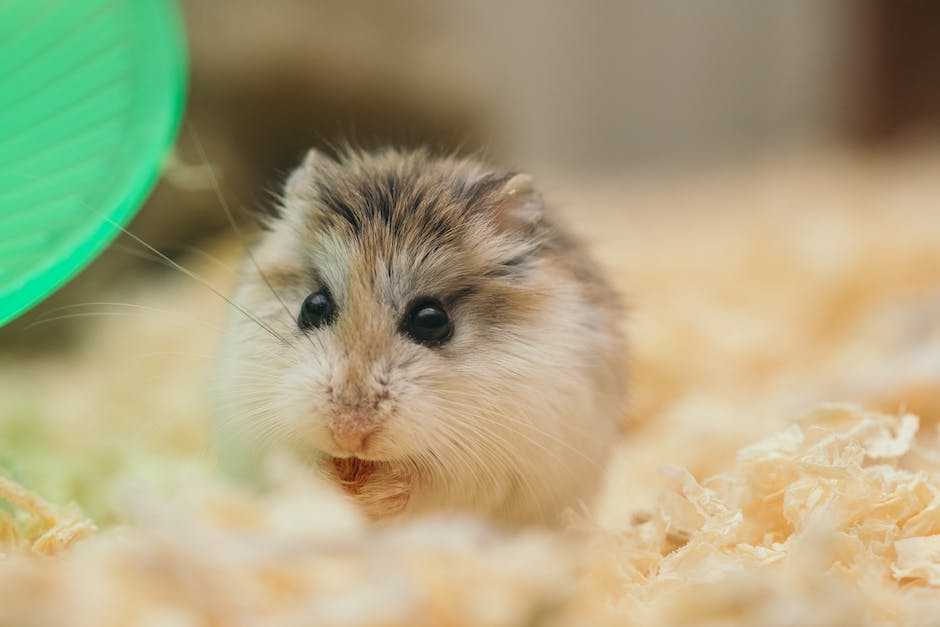 Illustration of a hamster munching on organic food pellets